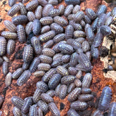 Armadillidium Granulatum 50